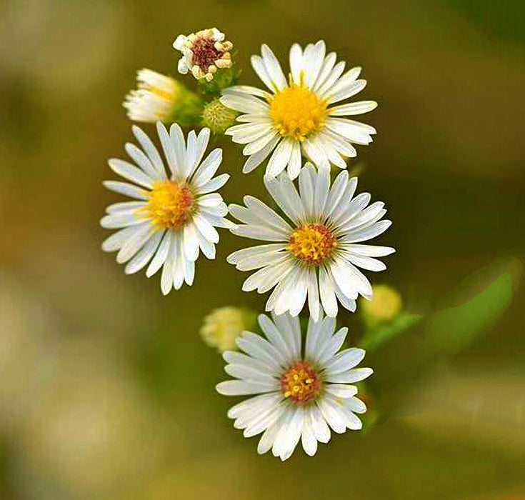 Roman, Chamomile, -- BoxGardenSeedsLLC -Culinary/Medicinal Herbs - Seeds