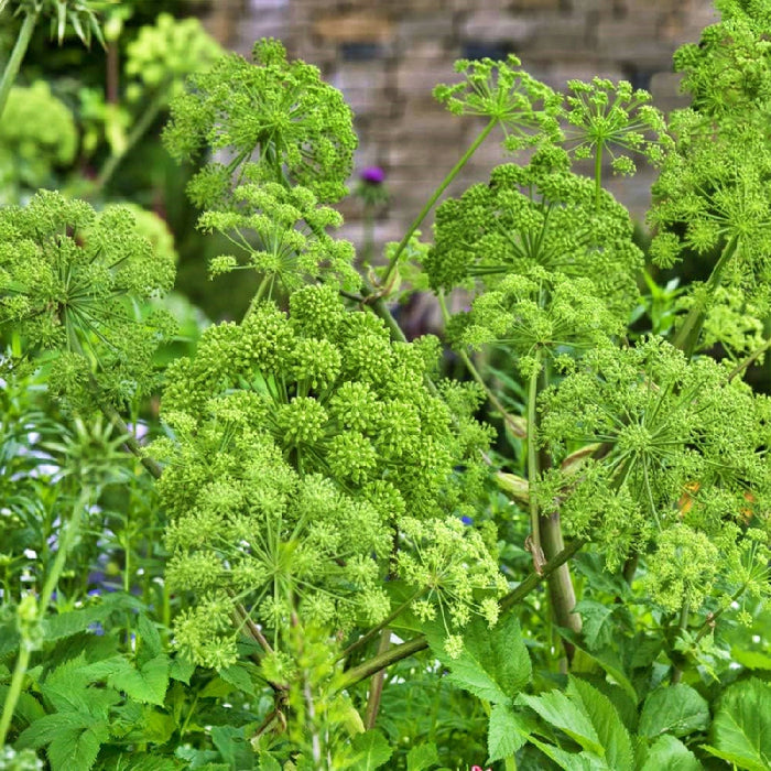 Garden Angelica, Culinary & Medicinal Herb, - BoxGardenSeedsLLC -Culinary/Medicinal Herbs - Seeds