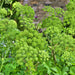 - BoxGardenSeedsLLC - Garden Angelica, Herb, - Culinary/Medicinal Herbs - Seeds