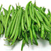 Tenderette, Bush Bean - BoxGardenSeedsLLC -Beans / Dry Beans - Seeds