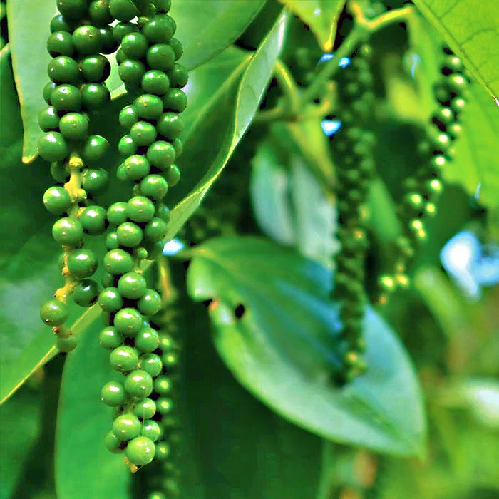 Black Peppercorns, Culinary & Medicinal Herbs, - BoxGardenSeedsLLC -Culinary/Medicinal Herbs - Seeds