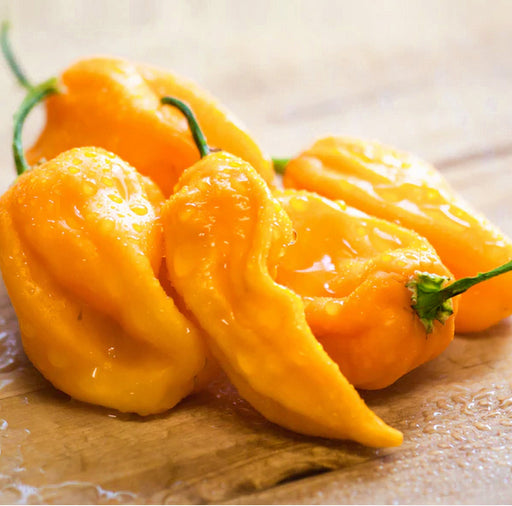 Sweet Yellow, (Heatless) Habanero, - BoxGardenSeedsLLC -Peppers,Eggplants - Seeds