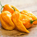 Sweet Yellow, (Heatless) Habanero, - BoxGardenSeedsLLC -Peppers,Eggplants - Seeds