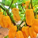 Sweet Yellow, (Heatless) Habanero, - BoxGardenSeedsLLC -Peppers,Eggplants - Seeds