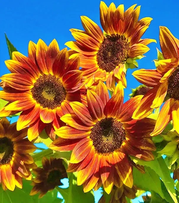 Earth Walker, Sunflower, -- BoxGardenSeedsLLC -Culinary/Medicinal Herbs - Seeds