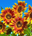 - BoxGardenSeedsLLC - Earth Walker, Sunflower, - Culinary/Medicinal Herbs - Seeds
