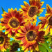 Earth Walker, Sunflower, - BoxGardenSeedsLLC -Culinary/Medicinal Herbs - Seeds