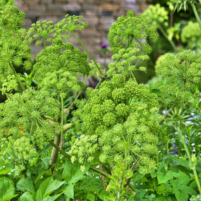 Garden Angelica, Culinary & Medicinal Herb, - BoxGardenSeedsLLC -Culinary/Medicinal Herbs - Seeds