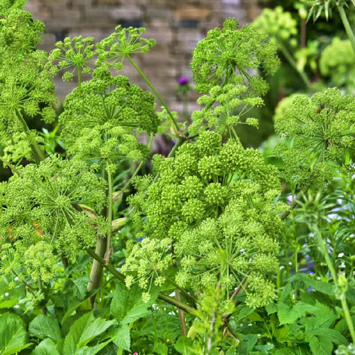 Garden Angelica, Culinary & Medicinal Herb, -- BoxGardenSeedsLLC -Culinary/Medicinal Herbs - Seeds