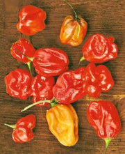 Sweet Red “Heat-less”, Habanero Pepper - BoxGardenSeedsLLC - Peppers,Eggplants - Seeds - USA Seller, Thank you for shopping here today, Naturally Grown GMO Free Seeds, Heirloom Open Pollinated Seeds, Fresh Top Quality Premium Seeds