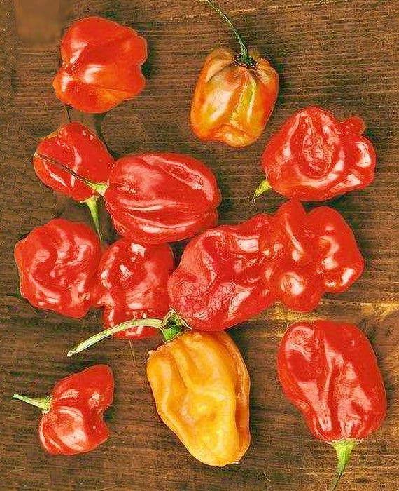 - BoxGardenSeedsLLC - Sweet Red, “Heat-less” Habanero, - Peppers,Eggplants - Seeds
