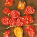 Sweet Red “Heat-less”, Habanero Pepper, - BoxGardenSeedsLLC -Peppers,Eggplants - Seeds