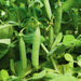 Maxigolt, Peas, - BoxGardenSeedsLLC -Peas - Seeds