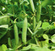 Maxigolt, Peas, -- BoxGardenSeedsLLC -Peas - Seeds