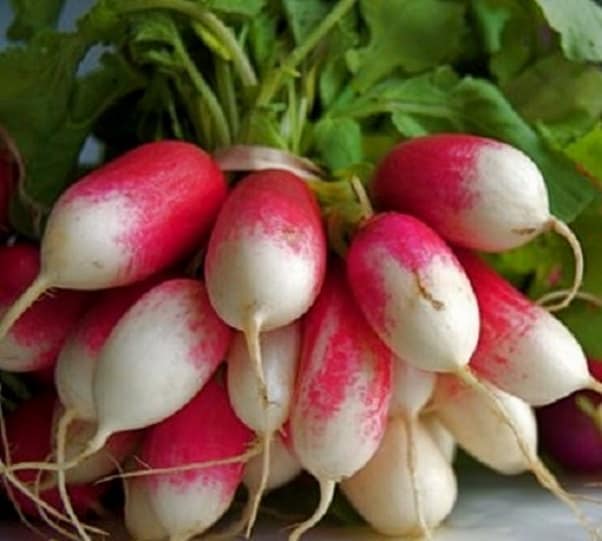 - BoxGardenSeedsLLC - Extreme Radish Mix - Radishes - Seeds