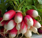 Extreme Radish Mix, Radish, -- BoxGardenSeedsLLC -Radishes - Seeds