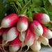 Extreme Radish Mix, Radish, - BoxGardenSeedsLLC -Radishes - Seeds