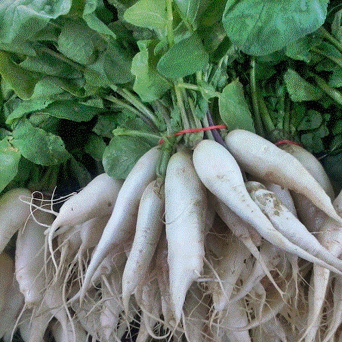 Extreme Radish Mix, Radish - BoxGardenSeedsLLC - Radishes - Seeds - USA Seller, Thank you for shopping here today, Naturally Grown GMO Free Seeds, Heirloom Open Pollinated Seeds, Fresh Top Quality Premium Seeds