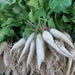 Extreme Radish Mix, Radish, - BoxGardenSeedsLLC -Radishes - Seeds