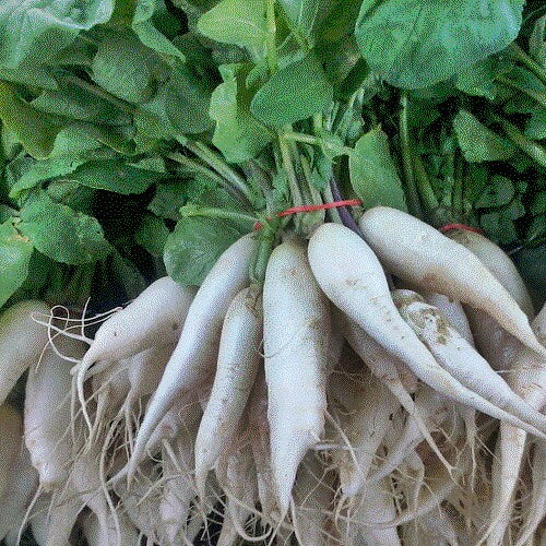 - BoxGardenSeedsLLC - Extreme Radish Mix - Radishes - Seeds