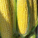 Golden Bantam, Sweet Corn, - BoxGardenSeedsLLC -Abundant Stock SALE - Seeds