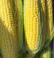 Golden Bantam, Sweet Corn - BoxGardenSeedsLLC - Corn - Seeds - USA Seller, Thank you for shopping here today, Naturally Grown GMO Free Seeds, Heirloom Open Pollinated Seeds, Fresh Top Quality Premium Seeds