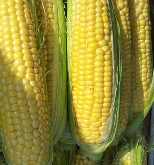 Golden Bantam, Sweet Corn - BoxGardenSeedsLLC - Corn - Seeds - USA Seller, Thank you for shopping here today, Naturally Grown GMO Free Seeds, Heirloom Open Pollinated Seeds, Fresh Top Quality Premium Seeds