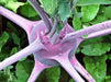 Early Purple Vienna, Kohlrabi, -- BoxGardenSeedsLLC -Chard, Kohlrabi - Seeds