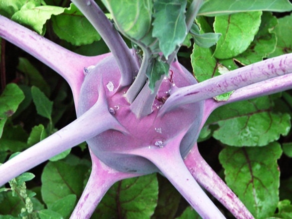 Early Purple Vienna, Kohlrabi, -- BoxGardenSeedsLLC -Chard, Kohlrabi - Seeds