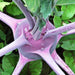 Early Purple Vienna, Kohlrabi, - BoxGardenSeedsLLC -Chard, Kohlrabi - Seeds