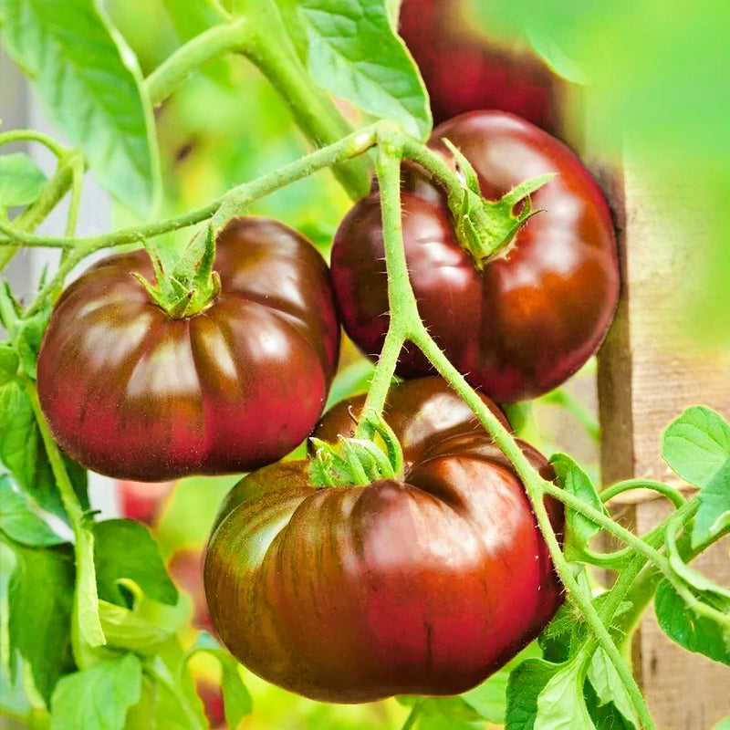 Paul Robeson, Tomato - BoxGardenSeedsLLC - Tomatoes,Tomatillos - Seeds - 