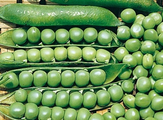 Lincoln/Homesteader, Peas, - BoxGardenSeedsLLC -Abundant Stock SALE - Seeds