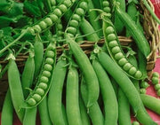 Green Arrow, Peas - BoxGardenSeedsLLC - Peas - Seeds - USA Seller, Thank you for shopping here today, Naturally Grown GMO Free Seeds, Heirloom Open Pollinated Seeds, Fresh Top Quality Premium Seeds
