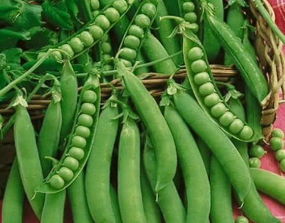 Green Arrow, Peas - BoxGardenSeedsLLC - Peas - Seeds - USA Seller, Thank you for shopping here today, Naturally Grown GMO Free Seeds, Heirloom Open Pollinated Seeds, Fresh Top Quality Premium Seeds
