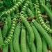 Green Arrow, Peas, - BoxGardenSeedsLLC -Abundant Stock SALE - Seeds