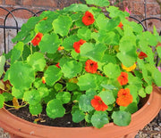 Tom Thumb Mix, (Dwarf) Nasturtium - BoxGardenSeedsLLC - Gourmet/Native Greens - Seeds - USA Seller, Thank you for shopping here today, Naturally Grown GMO Free Seeds, Heirloom Open Pollinated Seeds, Fresh Top Quality Premium Seeds