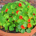 Tom Thumb Mix, (Dwarf) Nasturtium, - BoxGardenSeedsLLC -Gourmet/Native Greens - Seeds