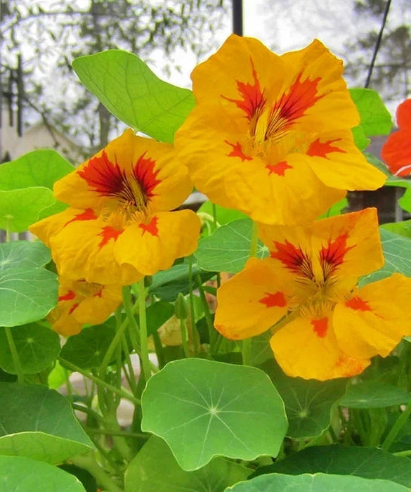 Tom Thumb Mix, (Dwarf) Nasturtium, - BoxGardenSeedsLLC -Gourmet/Native Greens - Seeds