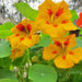 Tom Thumb Mix, (Dwarf) Nasturtium, - BoxGardenSeedsLLC -Gourmet/Native Greens - Seeds