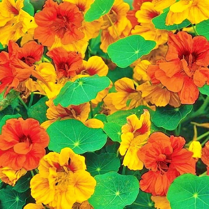 Tom Thumb Mix, (Dwarf) Nasturtium, - BoxGardenSeedsLLC -Gourmet/Native Greens - Seeds