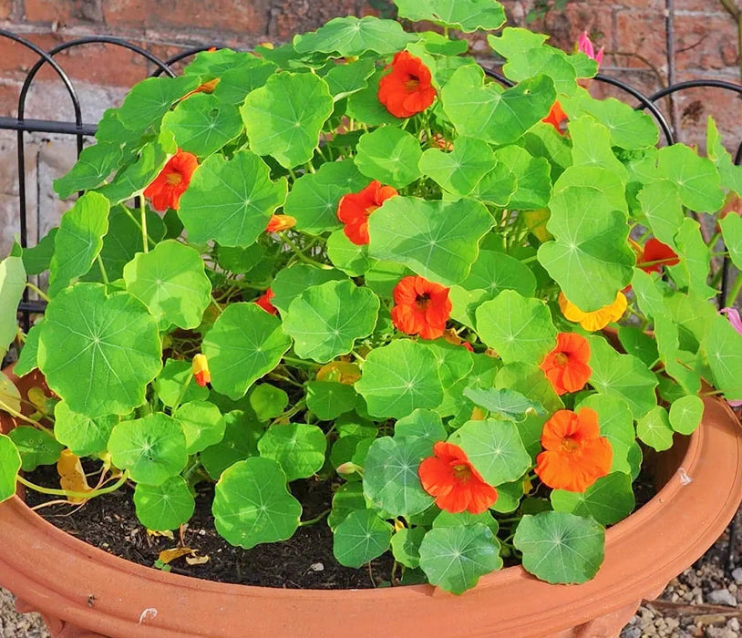 Tom Thumb Mix, (Dwarf) Nasturtium, - BoxGardenSeedsLLC -Gourmet/Native Greens - Seeds