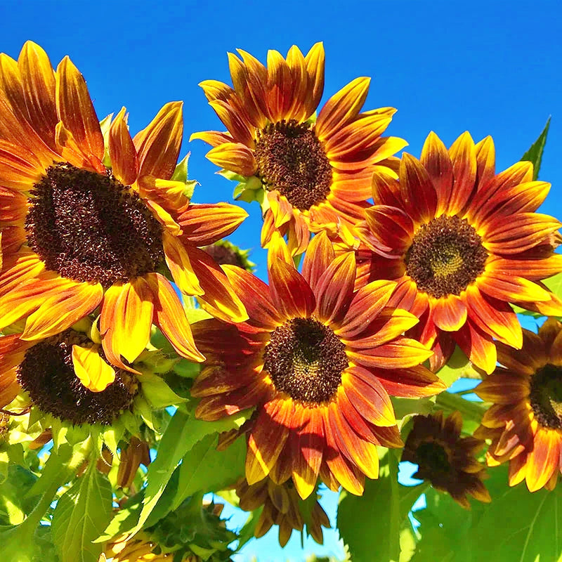 Earth Walker, Sunflower - BoxGardenSeedsLLC - Culinary/Medicinal Herbs - Seeds - USA Seller, Thank you for shopping here today, Naturally Grown GMO Free Seeds, Heirloom Open Pollinated Seeds, Fresh Top Quality Premium Seeds