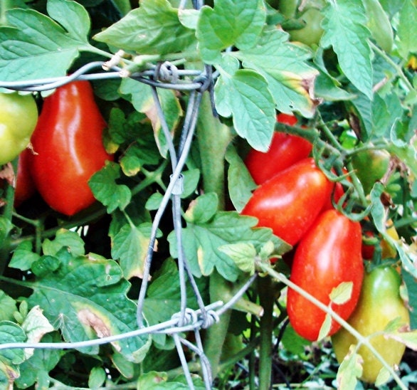 Baby Roma, Tomato, -- BoxGardenSeedsLLC -Tomatoes,Tomatillos - Seeds