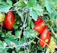 Baby Roma, Tomato, -- BoxGardenSeedsLLC -Tomatoes,Tomatillos - Seeds