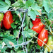 Baby Roma, Tomato, - BoxGardenSeedsLLC -Tomatoes,Tomatillos - Seeds