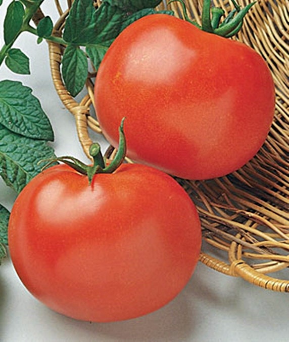 Rutgers, Tomato, - BoxGardenSeedsLLC -Tomatoes,Tomatillos - Seeds