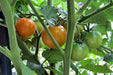 - BoxGardenSeedsLLC - Isis Candy Cherry, Tomato, - Tomatoes,Tomatillos - Seeds