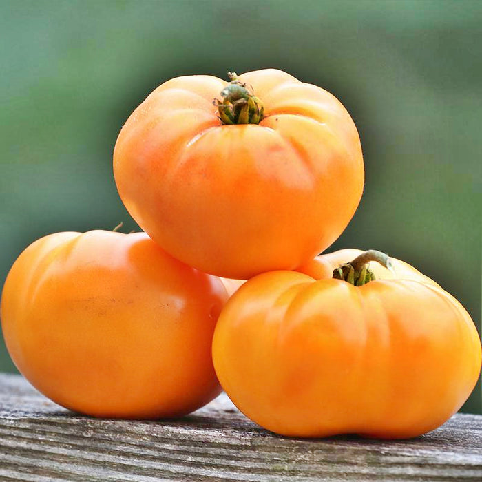 Oma's Orange, Tomato, -- BoxGardenSeedsLLC -Tomatoes,Tomatillos - Seeds