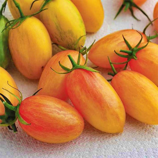 Blush, Tomato, -- BoxGardenSeedsLLC -Tomatoes,Tomatillos - Seeds