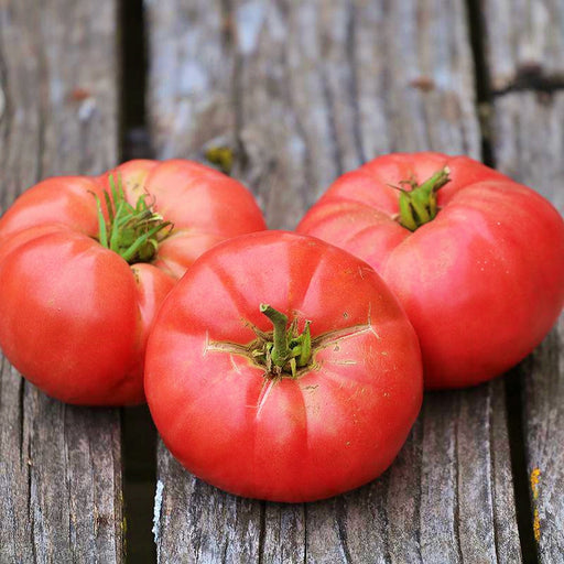 Oma's Pink, Tomato - BoxGardenSeedsLLC - Tomatoes,Tomatillos - Seeds - 